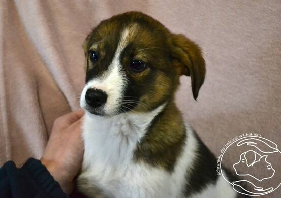 Psy da adopcji - Iskierka NIEAKTUALNE