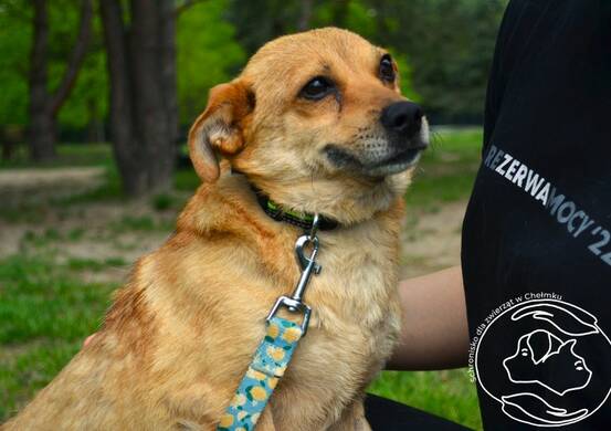 Pies da adopcji - Milka NIEAKTUALNE