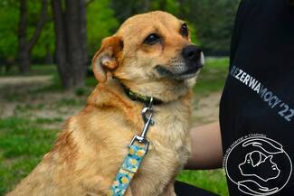 Pies da adopcji - Milka NIEAKTUALNE