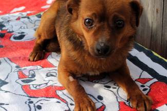 Psy do adopcji 07.04.2025 - Gmina Nowy Targ (Nieaktualne)