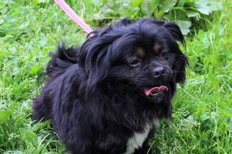 Psy do adopcji 27.05.2024 - Gmina Nowy Targ-NIEAKTUALNE