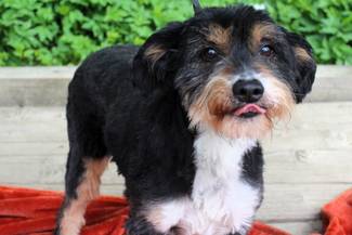 Psy do adopcji 06.05.2025 - Gmina Nowy Targ (Nieaktualne)