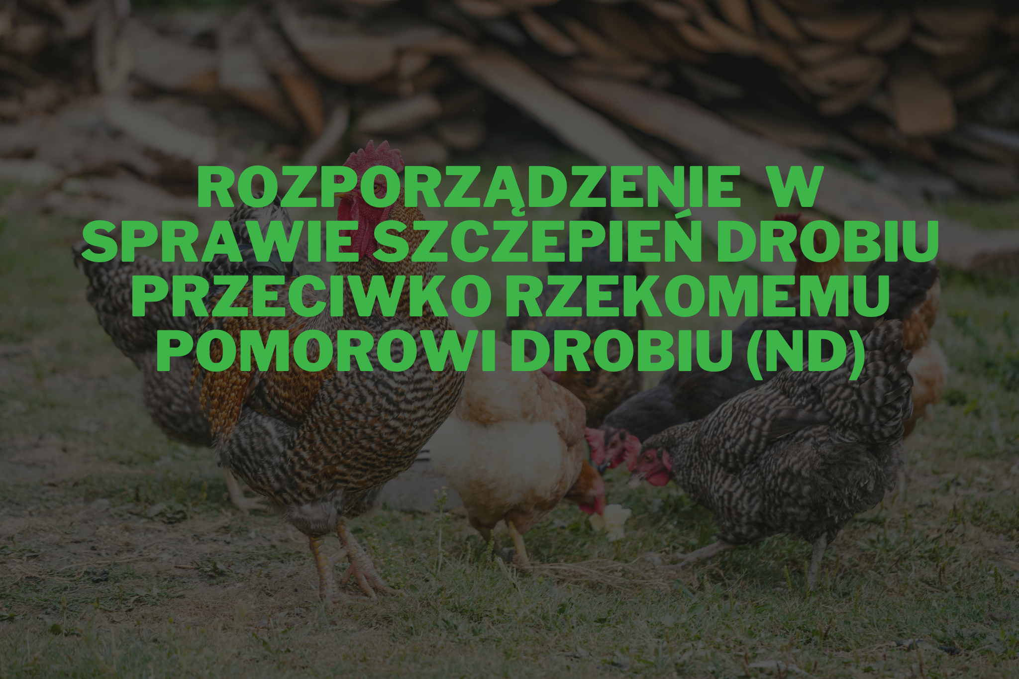 Rozporządzenie Wojewody Małopolskiego z dnia 4 kwietnia 2025 r. w sprawie szczepień drobiu przeciwko rzekomemu pomorowi drobiu (ND) na obszarze województwa małopolskiego