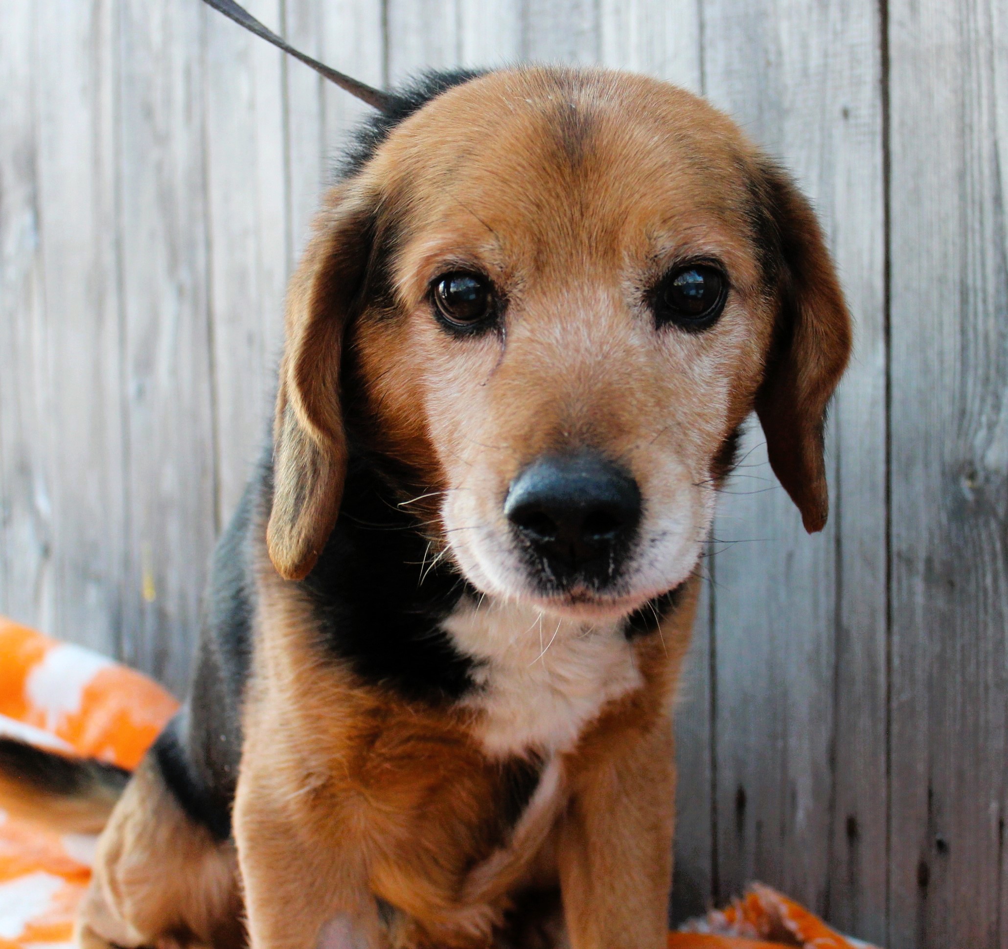  Pies, mały, tricolor, a'la beagle, 10 lat